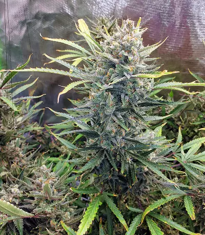 Auto Do-Si-Dos Cookies (00 Seeds)