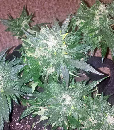 Auto Purple Gorilla Seeds
