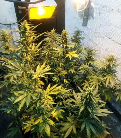 Auto Somango feminized seeds