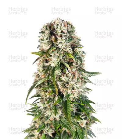 Buy Big Bud Automatic feminized seeds