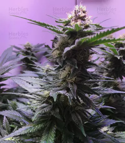 Big Bud XXL (Ministry Of Cannabis)