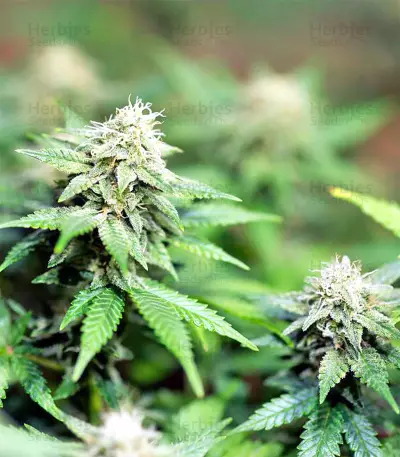 Black Destroyer feminized seeds