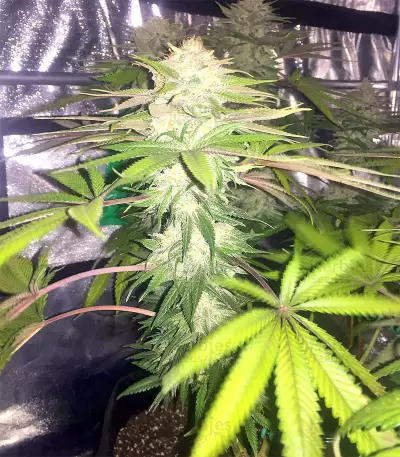 Bubble Bomb feminized seeds