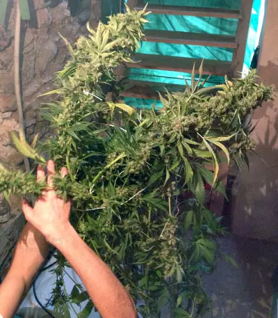 Graines de cannabis Cannalope Kush (DNA Genetics)