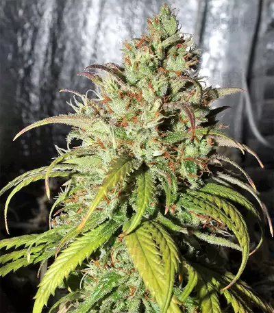 Cinderella XX (Brothers Grimm Seeds)
