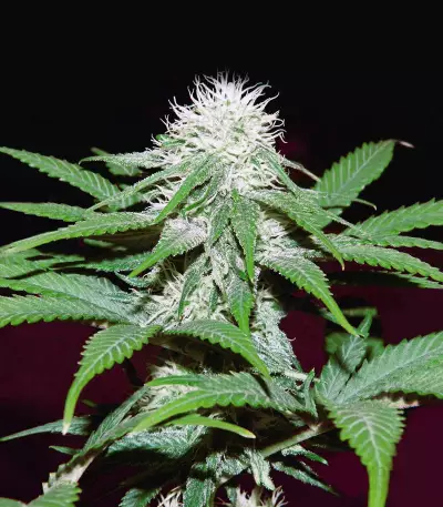 Critical Mass Seeds (Mr. Nice Seedbank)