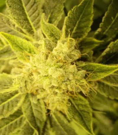 Txomango feminized seeds