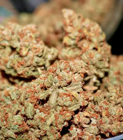 Semillas feminizadas Gorilla Z Auto (Barney’s Farm)