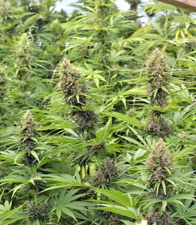 Malawi x PCK (Ace Seeds)
