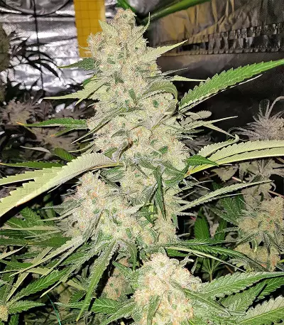 Mangobiche Kush Seeds