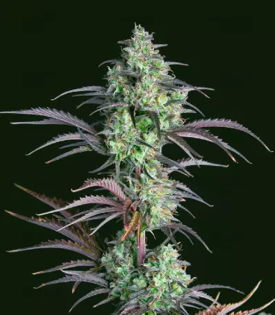Mimosa Cake Auto Feminized Seeds (Fast Buds)