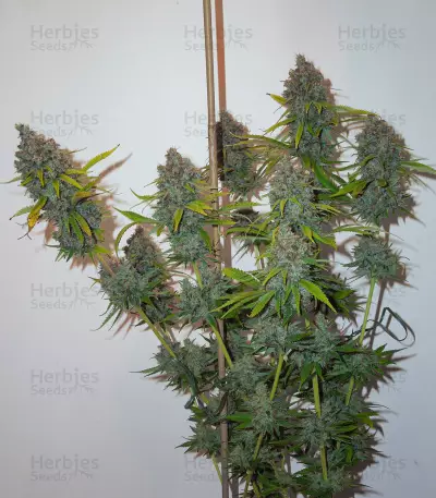 Semi femminizzati Moonshine's Ghost Train Haze