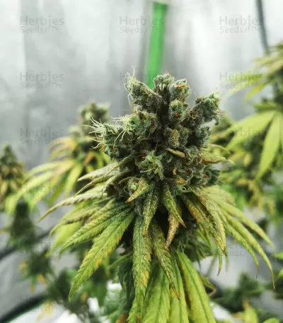 Semi femminizzati NYC Diesel