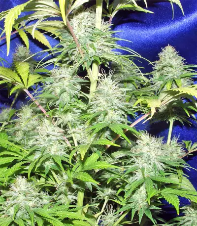 Nepal Jam regular (Ace Seeds)