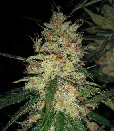 Pineapple Haze Seeds