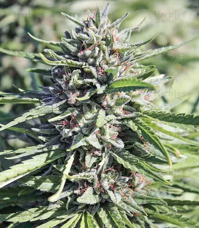 Purgatory Regular strain