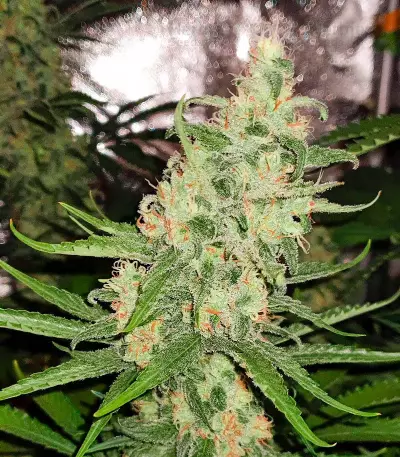 Purple Chem (Cali Connection Seeds)