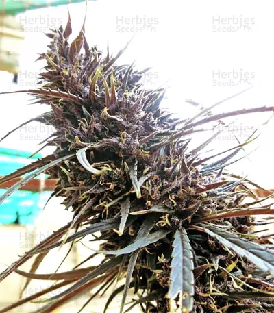 Purple Haze x Malawi Regular (Ace Seeds)