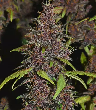 Graines féminisées de Purple Lemonade Auto (Fast Buds)