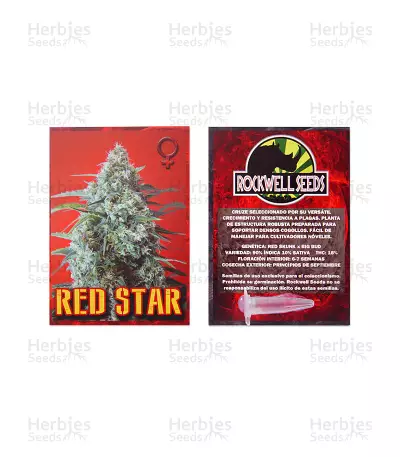 Graines de cannabis Red Star Auto (Rockwell Seeds)