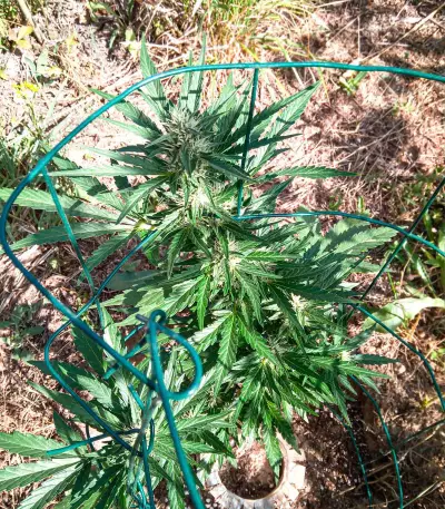 Santa Marta Haze Autoflower (Seedstockers)