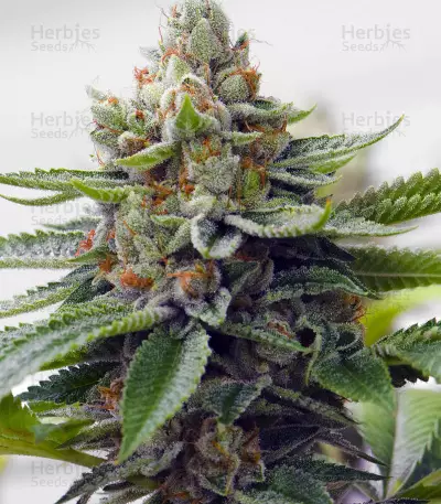 Skywalka Ghost Kush (Big Head Seeds)