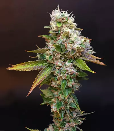 Sour Diesel (Reserva Privada)