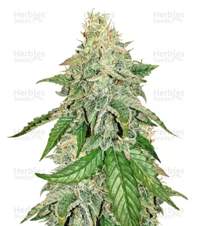 Buy Sour Hound F2 Auto feminized seeds