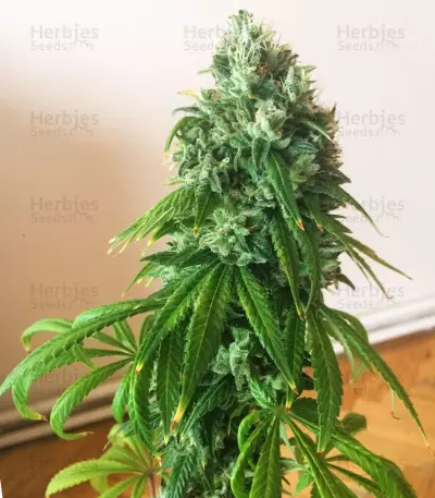 Sour Kush Seeds