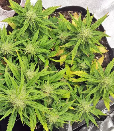 Strawberry Gum feminized seeds