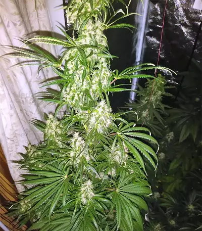 Tikal Seeds - Cannabis Strain Seeds for Sale