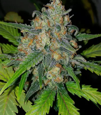Ultra Lemon Haze Auto feminized seeds