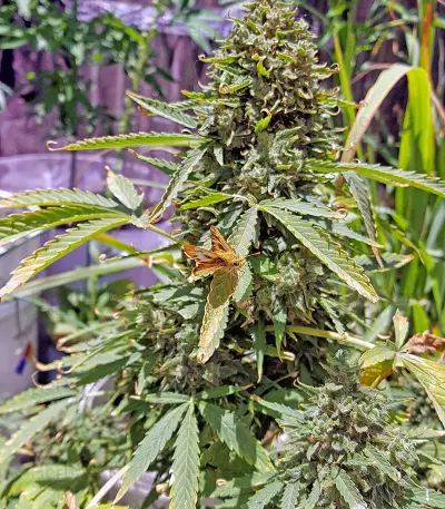 Voyager feminized seeds