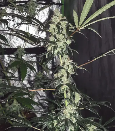 Wedding Cake Feminized Seeds