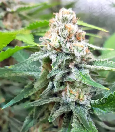 White Critical (White Widow +) (Original Sensible Seeds)