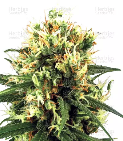White Haze Automatic feminized seeds