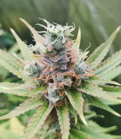 Amnesia (Herbies Seeds)