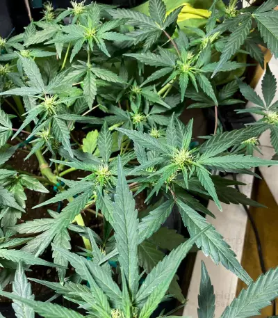 Auto Desfran strain