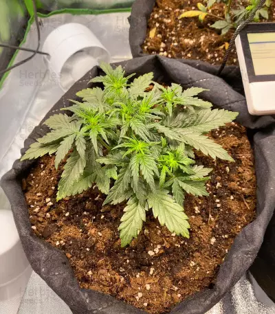 Auto Purple Diesel strain