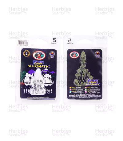 Blue Cheese Automatic seeds