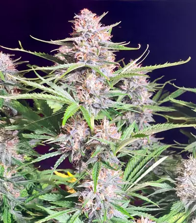 Bruce Banner Autoflower เมล็ดพันธุ์สตรี (Seedkeepers)