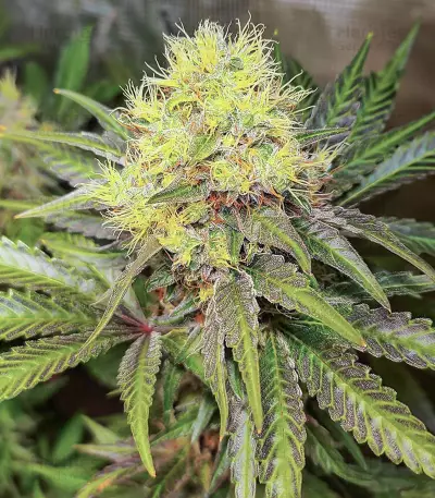 Semillas Feminizadas Bruce Banner # (AlphaFem Seeds)