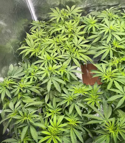 Cheese (Herbies Seeds)