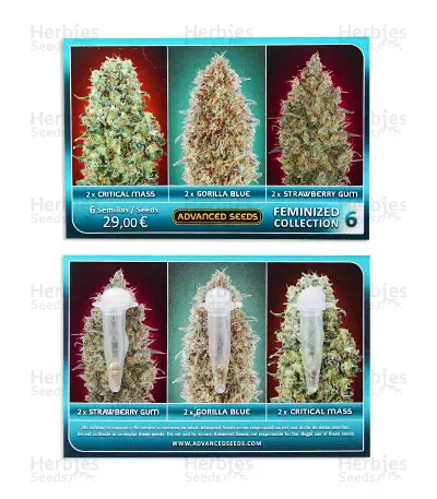 Graines de cannabis Feminized Collection #6 (Advanced Seeds)