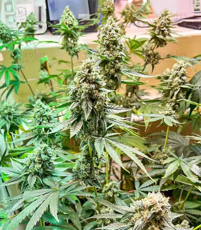 Hero Cookies Seeds (AlphaFem Seeds)