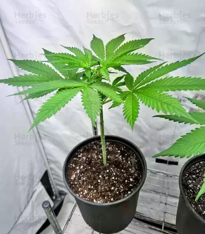 Lord Kush Feminized Seeds (Delicious Seeds)
