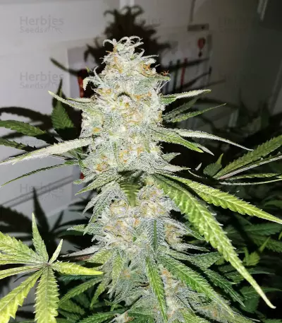Maple Sherbet Seeds