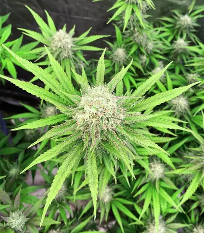 Medical Buddha Seeds