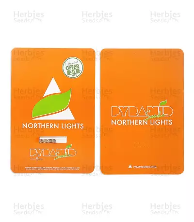Northern Lights (Pyramid Seeds)