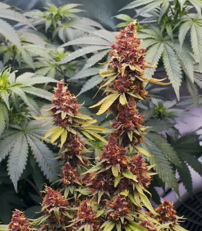 Purple Punch OG Seeds (Sweet Seeds)